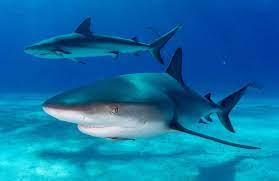 Haie – die Wächter der Ozeane sind bedroht : Bracenet